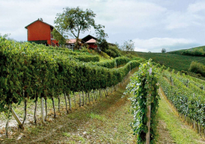 Azienda Agricola Ressia Vini piemontesi di qualità